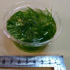 金魚藻（マツモ）メダカ飼育にも