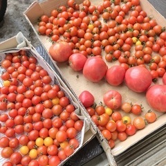 自家製野菜いっぱいあります！