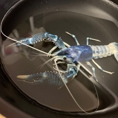 ブルームーン（ゴーストザリガニ）♂♀無選別1匹の画像