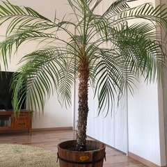 立派に育ったフェニックス