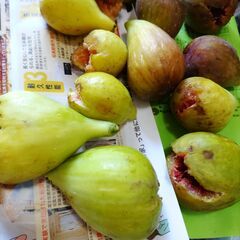 イチジク　柔らかめ