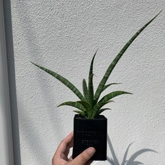 サンスベリア　デザルティ　子株　鉢ごとそのまま飾れます