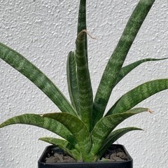 サンスベリア　デザルティ　子株　鉢ごとそのまま飾れますの画像