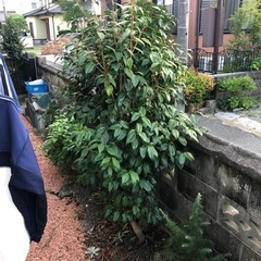 庭木です。