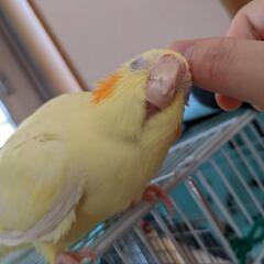 オカメインコ.3歳11ヶ月（ぴーちゃん）