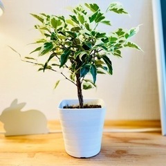 斑入りの三つ編みベンジャミン　観葉植物　フィカス