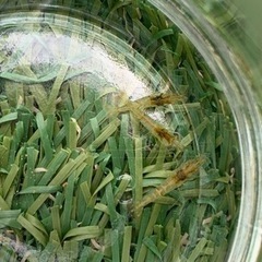 ミナミヌマエビ10匹または20匹🦐の画像