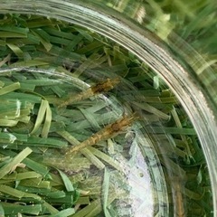 ミナミヌマエビ10匹または20匹🦐の画像