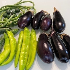 無農薬野菜セット　ナス　きゅうり　ささげ　福耳とうがらし　シーク...