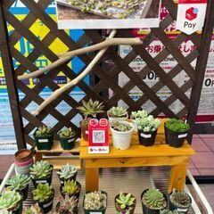 多肉植物 セダム 韓国苗