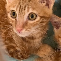 アメショ柄ミックス　子猫オス4か月