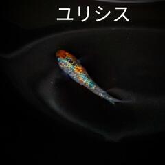 【取引決定】メダカ各種【稚魚】