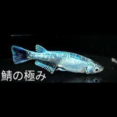 メダカ各種【稚魚】1匹 30円-200円
