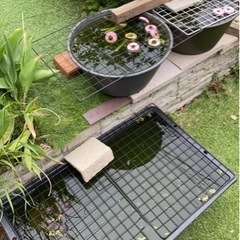 ミユキメダカ 100円の画像