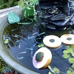 ミユキメダカ 100円の画像