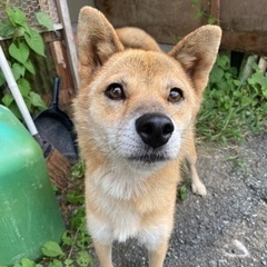 柴犬雑種　メス　5歳