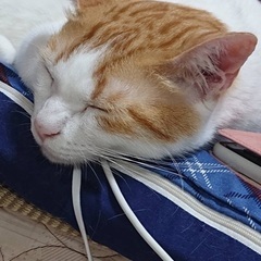 少し年上ですが