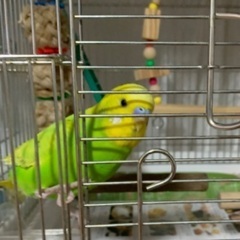 セキセイインコをお譲りします