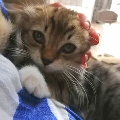 in豊明市～子猫のお祭り!!☆保護猫の譲渡会2022年9月3日（...