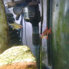 熱帯魚８匹   値下げしました。