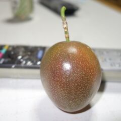トロピカルフルーツ・・・パッションフルーツの苗の画像