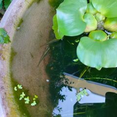 天然 黒めだかの画像