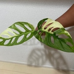 希少　観葉植物　斑入り　マドカズラ