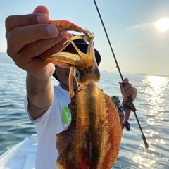 三河湾　ボートエギング　メンバー募集