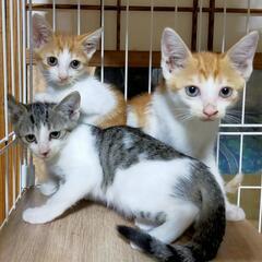 保護猫三兄弟