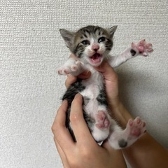 里親決まりました！
