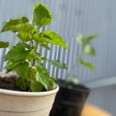 桑の苗木
