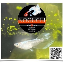 メダカ販売❗️😊in唐津おさかな村🐟🐟🐟