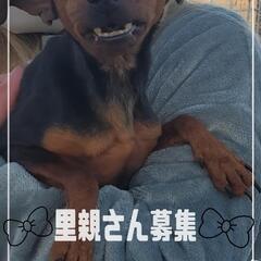 一度締め切ります❗里親再度募集　ミニチュアピンシャー　女の子