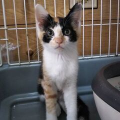 三毛子猫まるちゃん