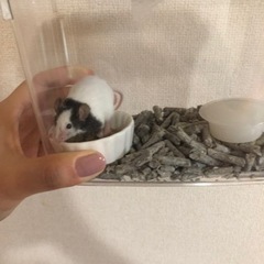 パンダマウスの男の子