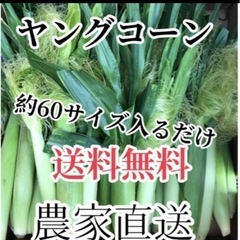 　農家直送ヤングコーン６０サイズ入るだけ沖縄、九州、北海道発送不...