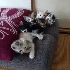 1ヶ月半の仲良しこねこちゃんです。