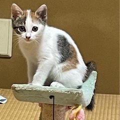 生後１ヶ月の三毛ちゃん、里親募集中です。交渉中です。 - 五泉市