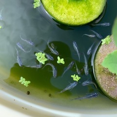 改良メダカ多種販売の画像