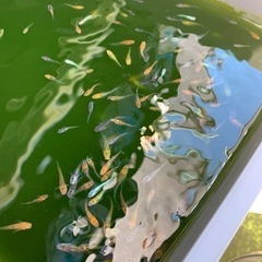 改良メダカ多種販売の画像