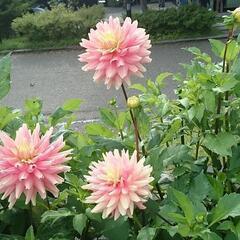 平日カフェ・ランチ友募集