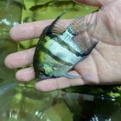 1 匹が 500円ですの画像