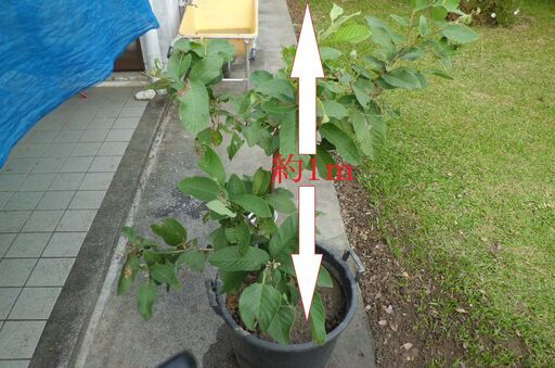 大玉の実が生るバンシルーの取り木