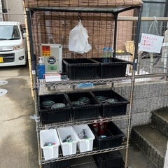 8月28日 メダカ無人販売の画像