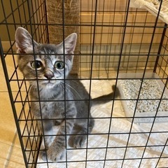 【譲渡決定】★子猫★（生後5ヵ月程度女の子）新しい飼い主さん募集