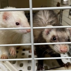 フェレット飼いの人と話して見たいです。