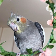 オカメインコ ♀ 14歳