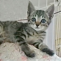 家族が決まりました☺︎【キジトラ】生後2ヶ月 男の子①