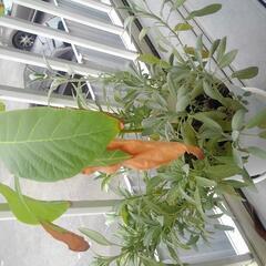 アボカドの植木1
