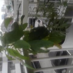 アボカドの植木2